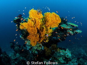 Beguiling Bali. Gilli Mimpang, Bali. EM5-Panasonic 8mm-is... by Stefan Follows 